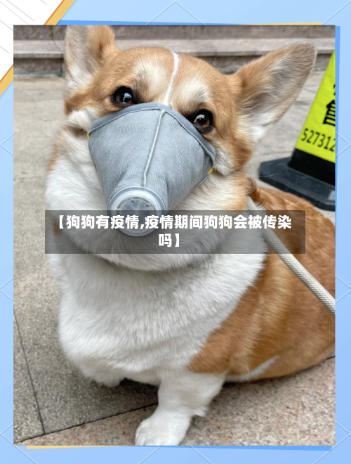 【狗狗有疫情,疫情期间狗狗会被传染吗】-第1张图片